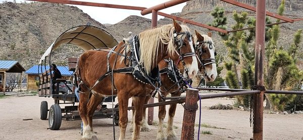 Two Belgian draught horses pulling a canvas-topped covered wagon on the ranch road